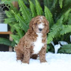 Darcy, Mini Goldendoodle Puppy